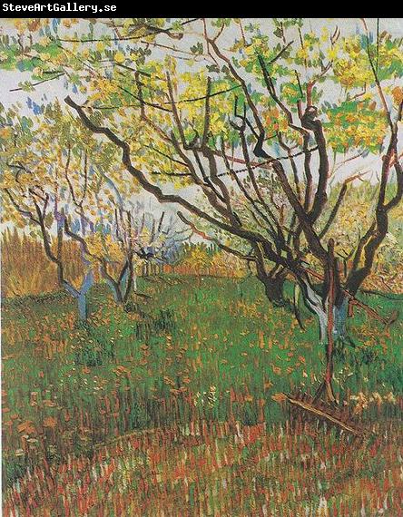 Vincent Van Gogh Flowering Orchard